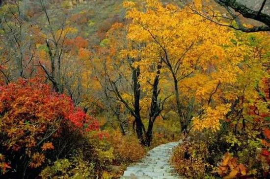 然而唐代诗人刘禹锡的笔下，秋天是这样的“山明水净夜来霜，数树深红出浅黄。试上高楼清入骨，岂如春色嗾人狂。”