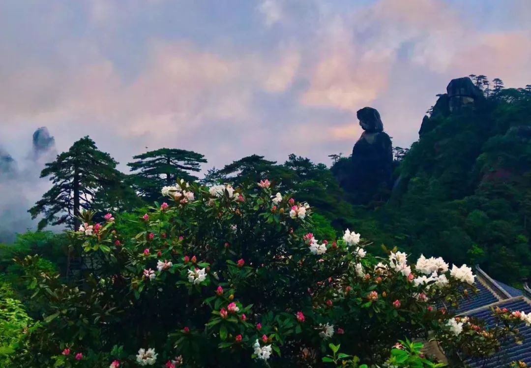 小编抽空发些三清山杜鹃花组图太美了谁看了都抓狂