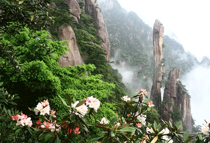 三清山杜鹃花