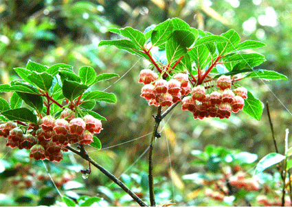 三清山灯笼花