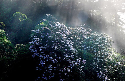 千年杜鹃花海赏析