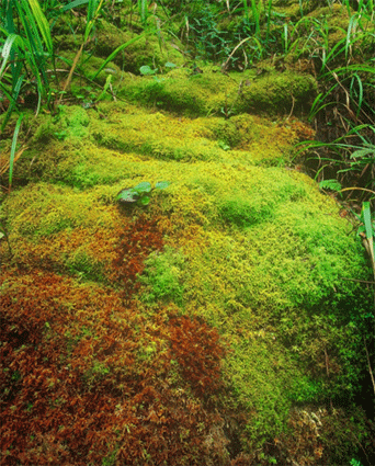 三清山