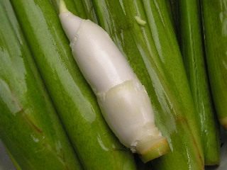 冷水茭白