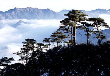 三清山青松