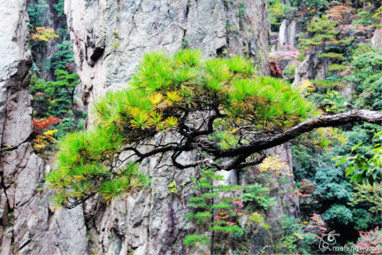 黄山的松树