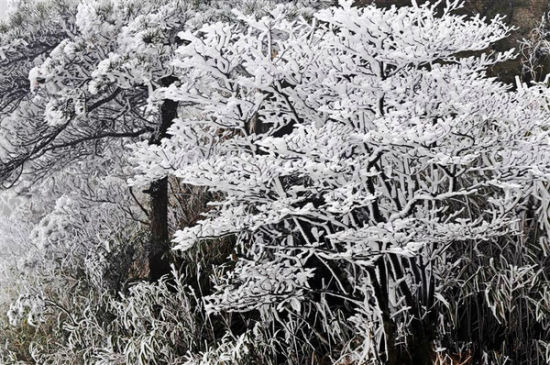 雾淞雪景让你恋恋不舍