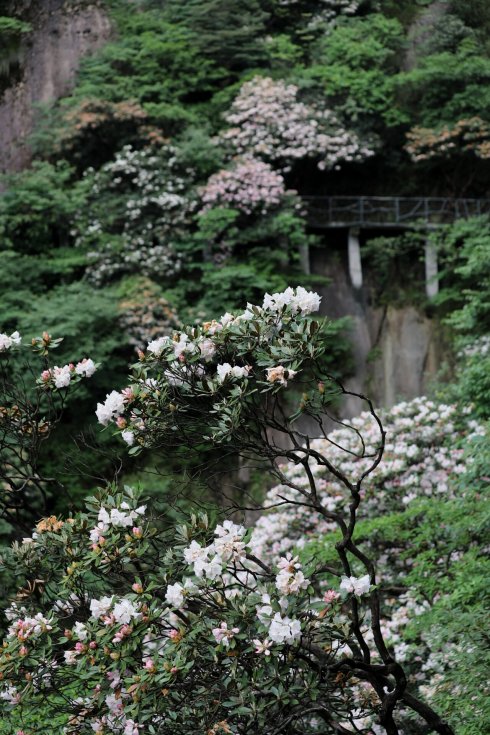 三清山：云端听花开