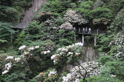 三清山：云端听花开