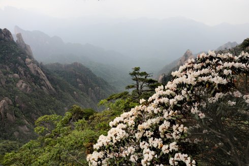 三清山：云端听花开