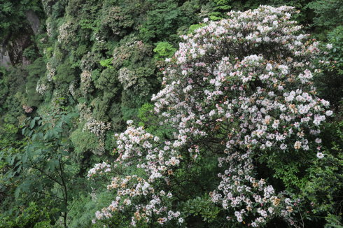 三清山：云端听花开