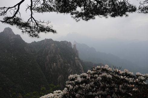 三清山：云端听花开