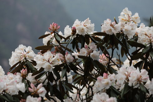 三清山：云端听花开