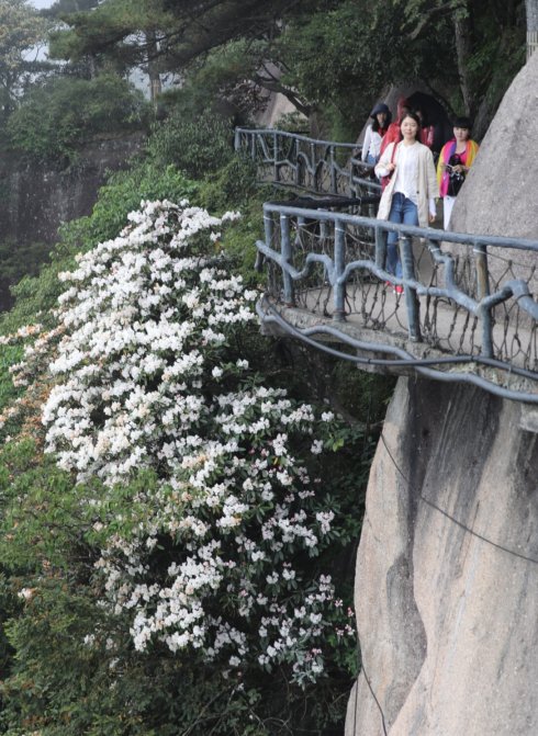 三清山：云端听花开