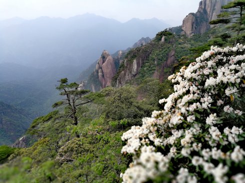 三清山：云端听花开