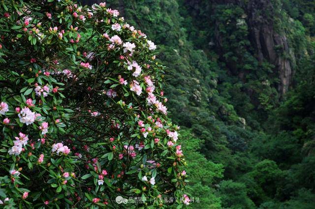 三清山：云端听花开，林中看“飞侠”