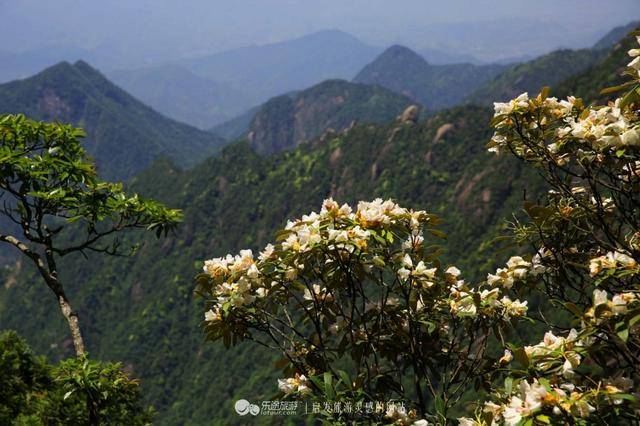 三清山：云端听花开，林中看“飞侠”