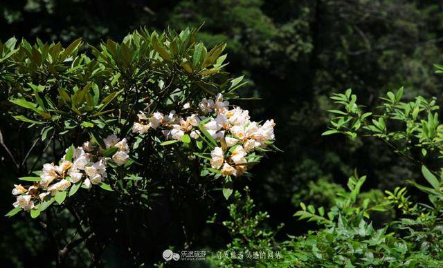 三清山：云端听花开，林中看“飞侠”