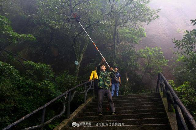 三清山：云端听花开，林中看“飞侠”