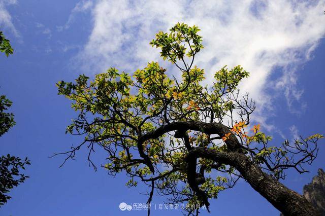 三清山：云端听花开，林中看“飞侠”