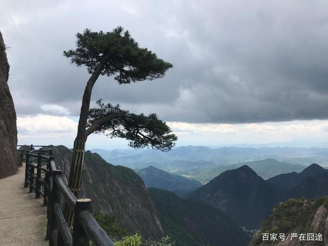 三清山松树诉说着爱情的美好