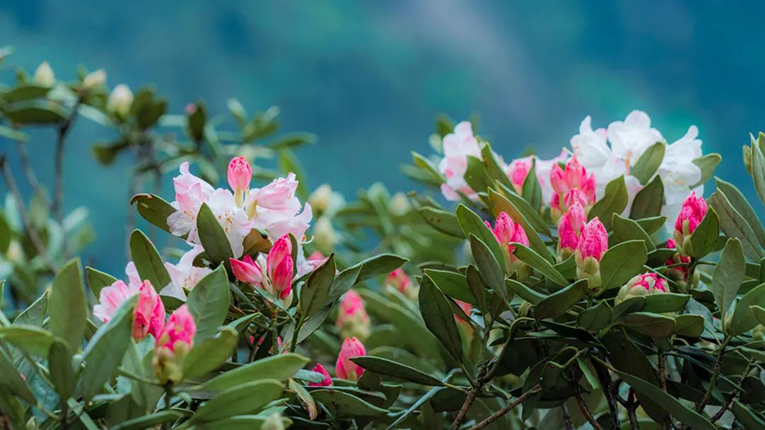 三清山高山杜鹃花，夏季绝美独艳