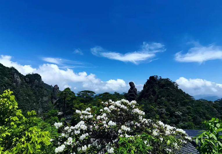 惊喜！三清山今年或将迎来杜鹃花开大年