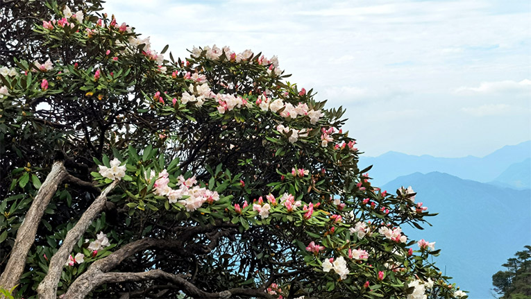 三清山云烟地，雨后杜鹃花