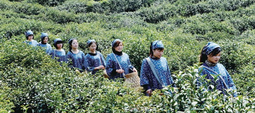 上饶三清山三清云豪明前高山茶首次开摘