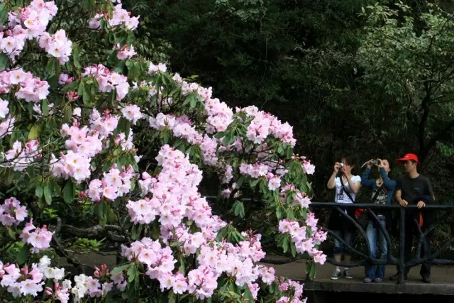 上饶市市花图片