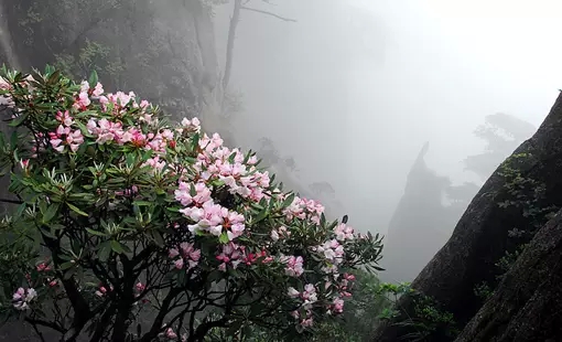 上饶市市花图片