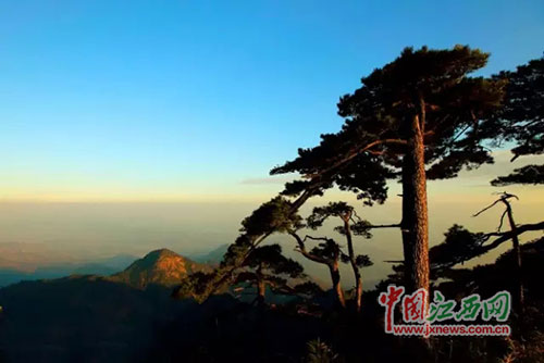 三清山松