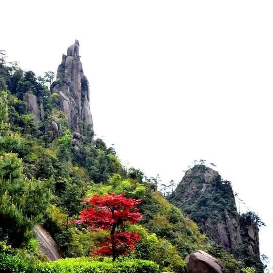 一叶知秋 去三清山做追"枫"少年