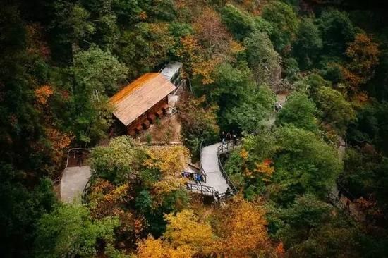 一叶知秋 去三清山做追"枫"少年