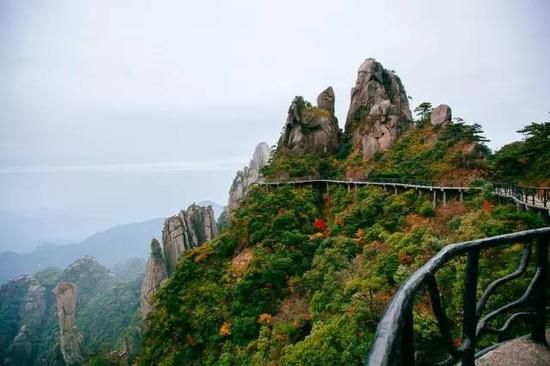 一叶知秋 去三清山做追"枫"少年