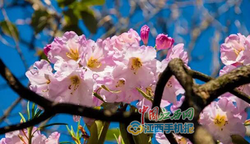 五月的三清山，风“警”这边独好