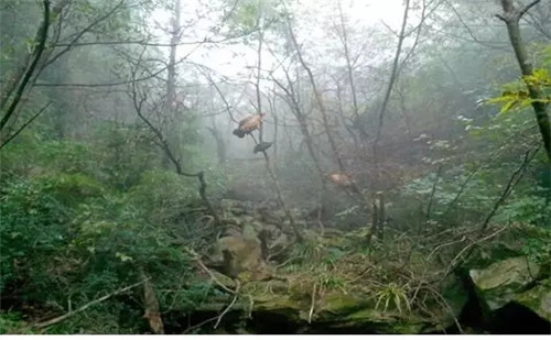 三清山惊现国家一级保护动物黄腹角雉