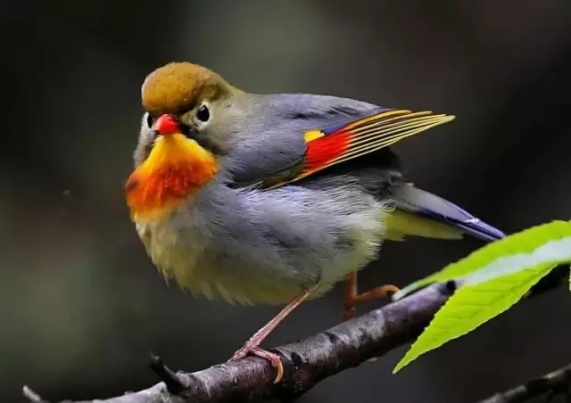 "相思"三清山：一群色彩华丽、声音悦耳的爱情鸟