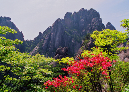 夏日黄山赏生态